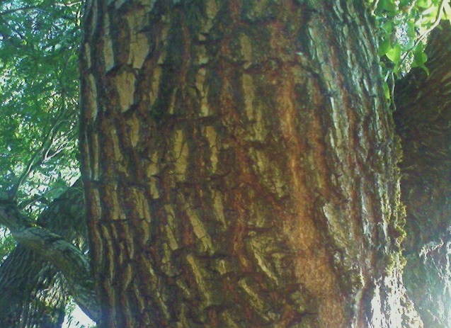 20091006 TreeTrunkTracks
