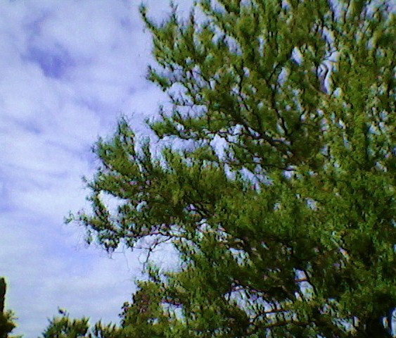 20100713 DebsCurlyWillow b