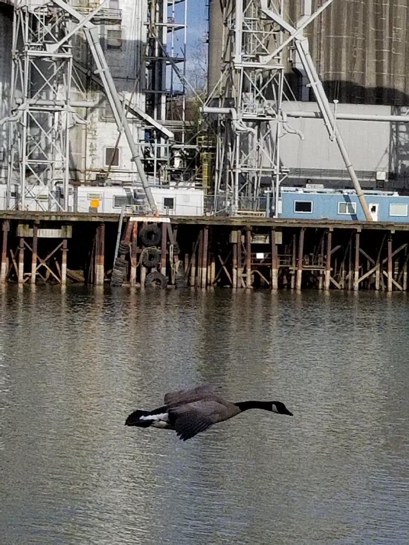 20180310 CanadaGoose