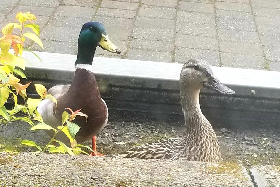 20180406 Mallards at our back door