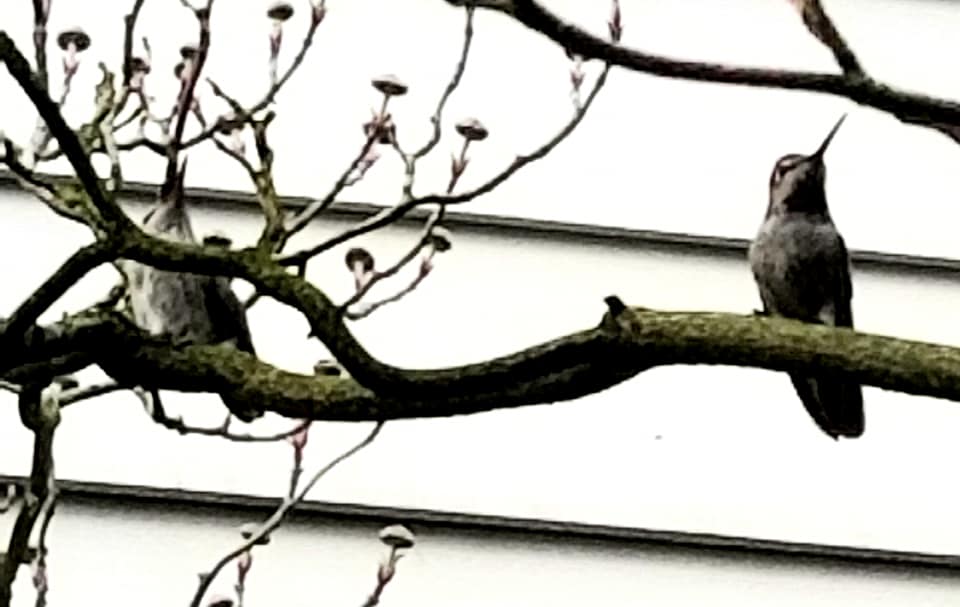 Young hummingbird (hidden on left) seems to mimic the parent's attitude--just prior to being fed.