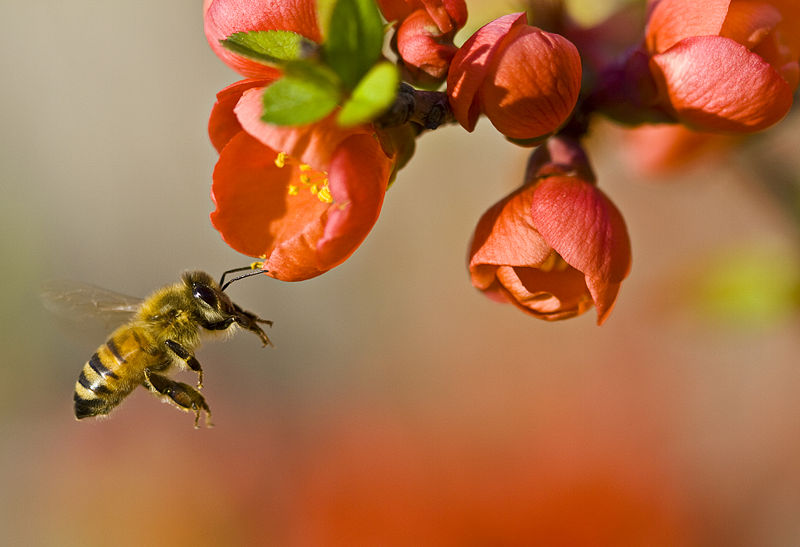 800px-Pollinationn