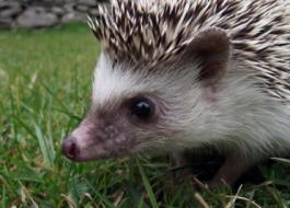 AfricanHedgehog