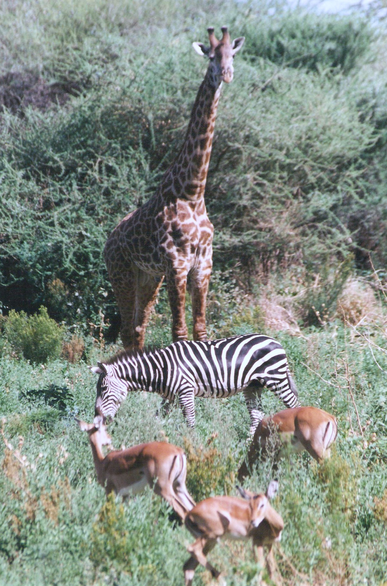 AnimalsOfGombe 001
