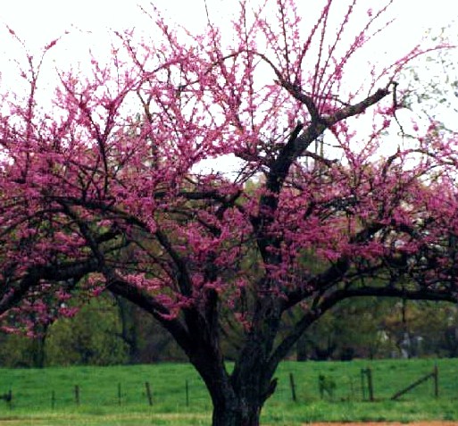 To honor Ladis Kristof (1918 - 2010), a teacher and cherry tree farmer