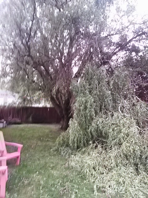 Curly Willow 43 SE 62nd