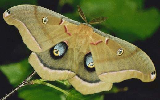 DSCN-Polyphemus Moth