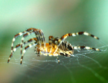 See more at: http://www.copyright-free-photos.org.uk/spiders/01-garden-spider.htm imitations