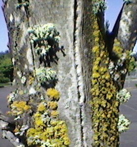 Lichen on a TreeTrunk b