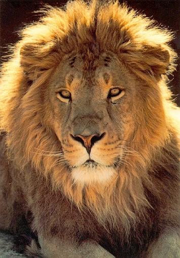 Lion03-Male-Sitting-FaceCloseup