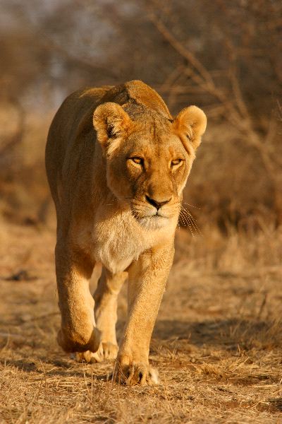 Lioness Walking South Africa 600
