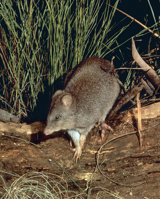 Longfooted Poteroo