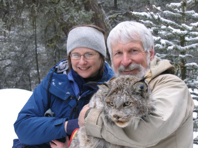 The lynx is sedated so Don & Kathe are safe. Scientific studies collect data to preserve the species. Though they wish animals can live on, free and untouched b