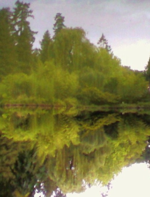 The magic of trees