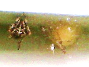 Mother, moth & egg sac