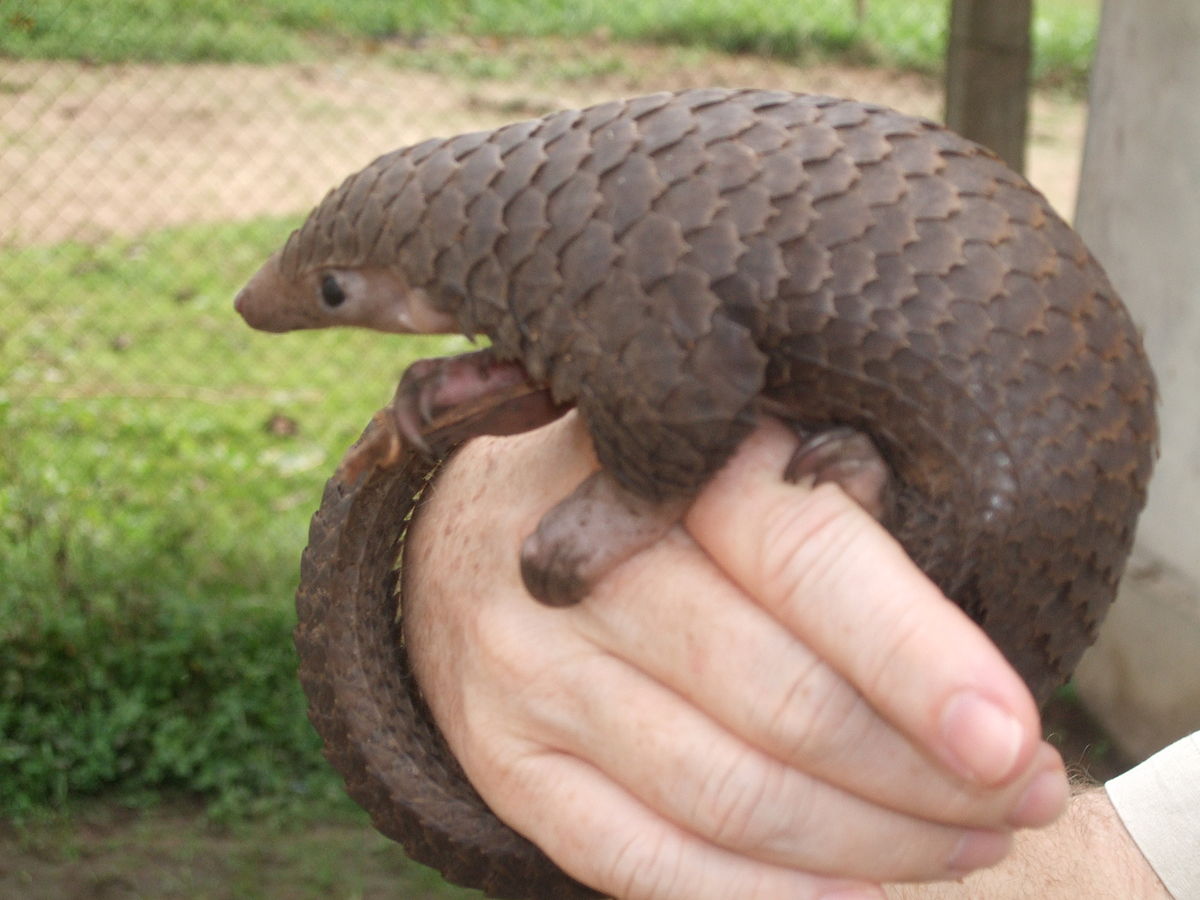 Tree Pangolin Valerius Tygart