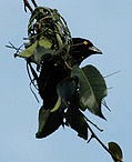 Vieillots black weaver
